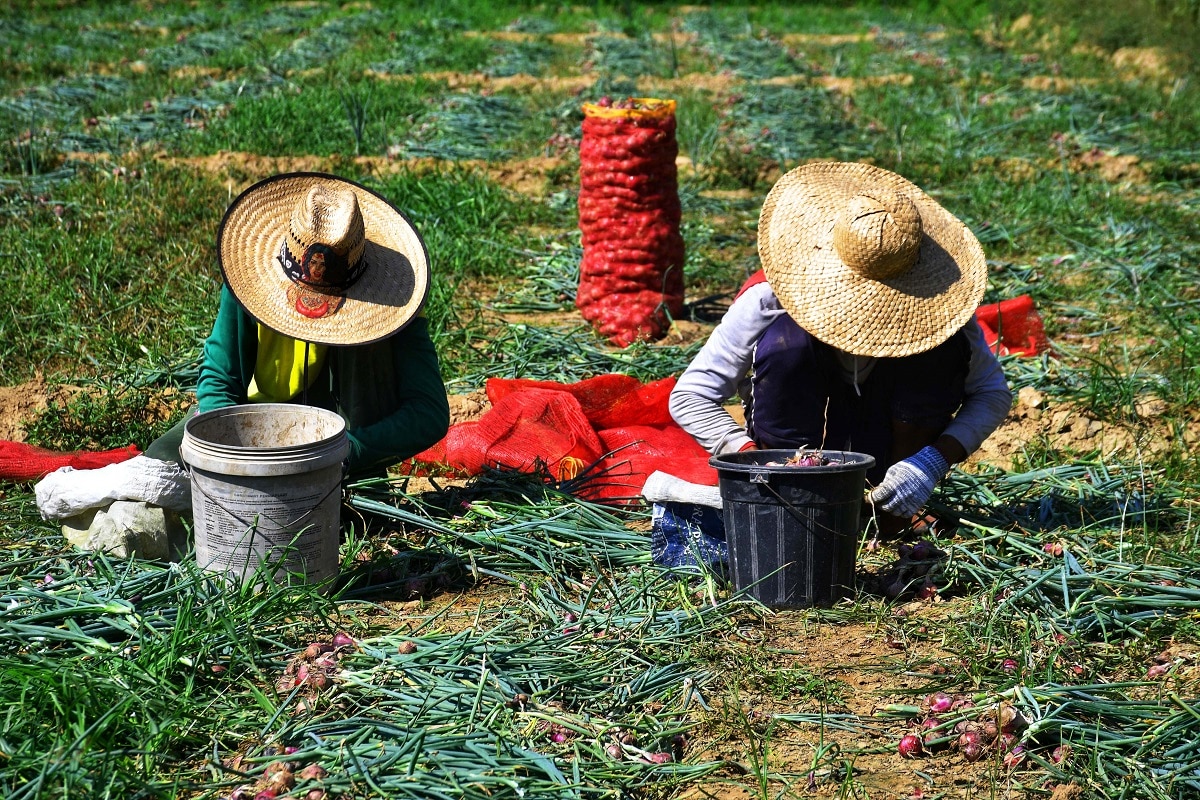 Pangasinan, Ecija farmers face dearth of onion buyers