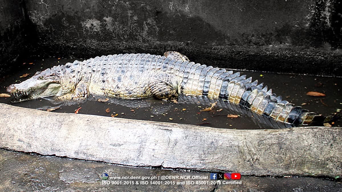 Critically endangered freshwater crocodile rescued in Valenzuela