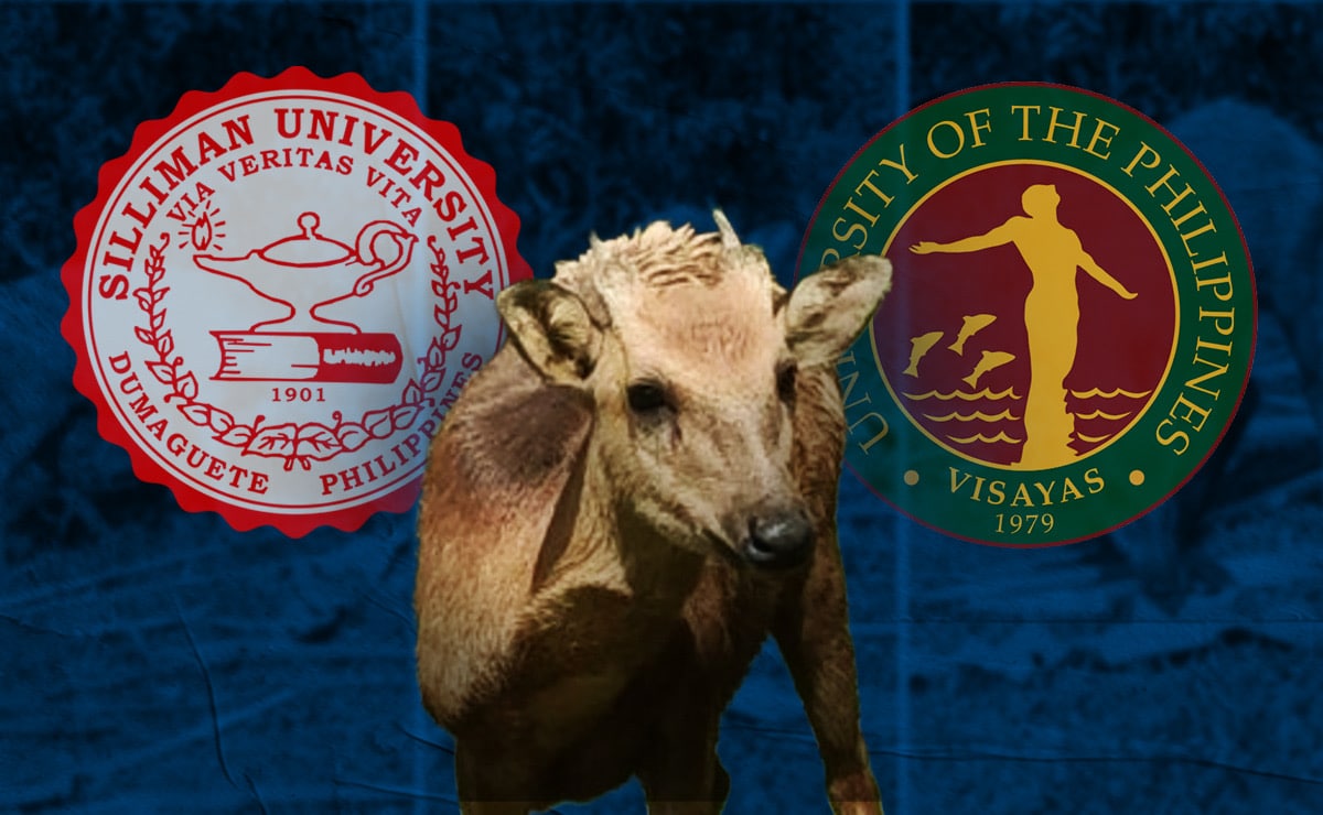 Filipino scientists map genome to save endangered Visayan spotted deer