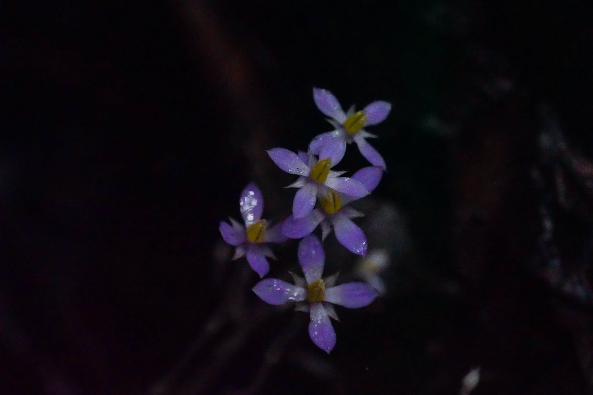 Rare, endemic plant rediscovered in Masungi after 130 years