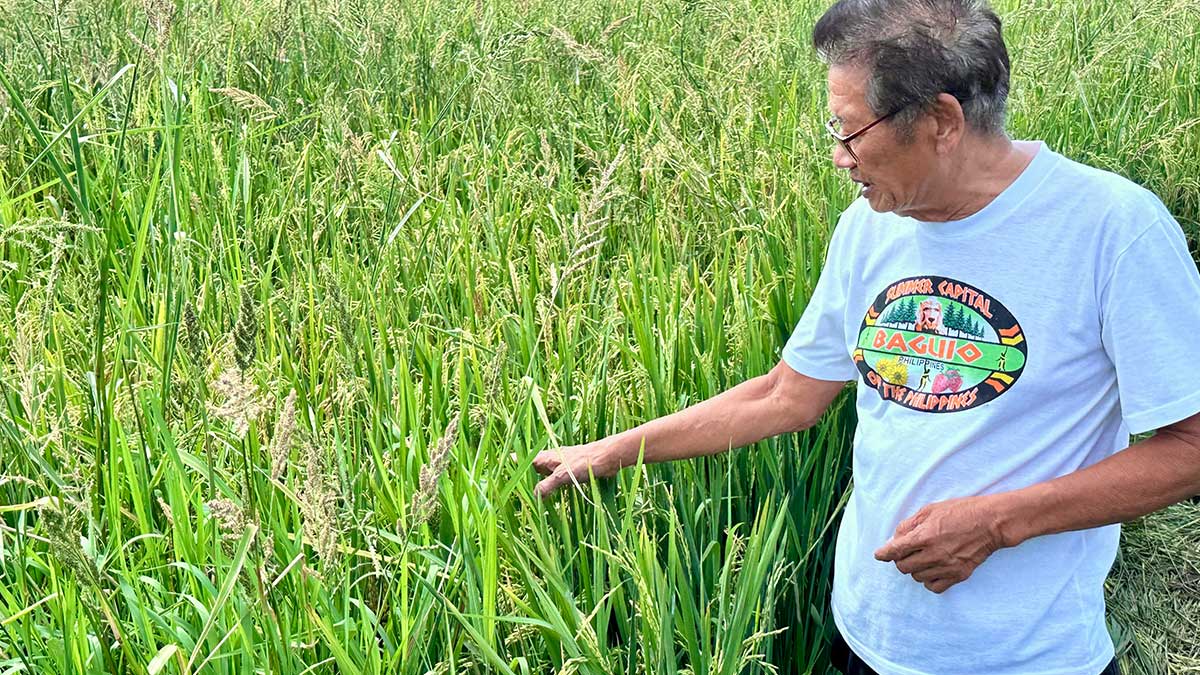 Old irrigation canals aid Bulacan farmers 
