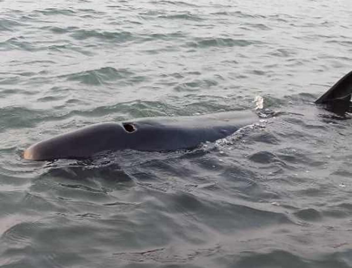 False killer whale still alive after 20 hours stranded off Calapan