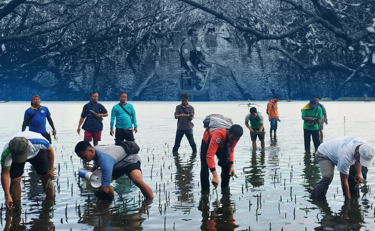When mangrove planting goes wrong