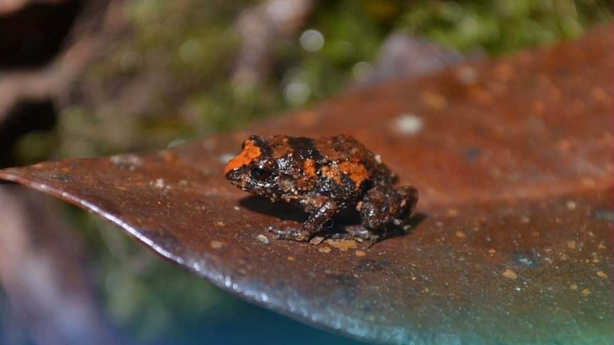 Tiny frog species found in Sibuyan; urgently needs habitat protection