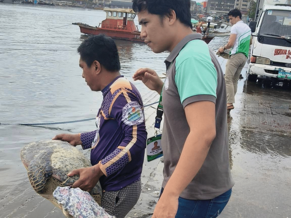 2 endangered sea turtles safely released in Tacloban