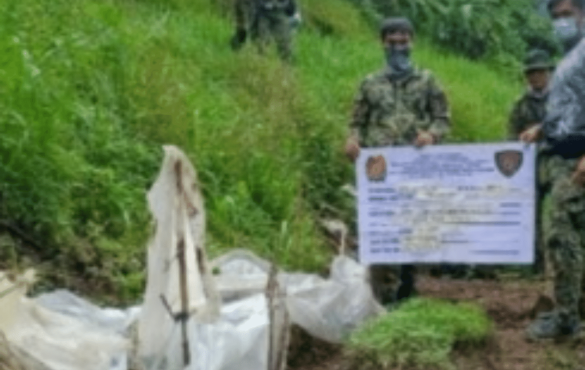 600 marijuana plants, 1,400 seedlings seized in Ilocos Sur