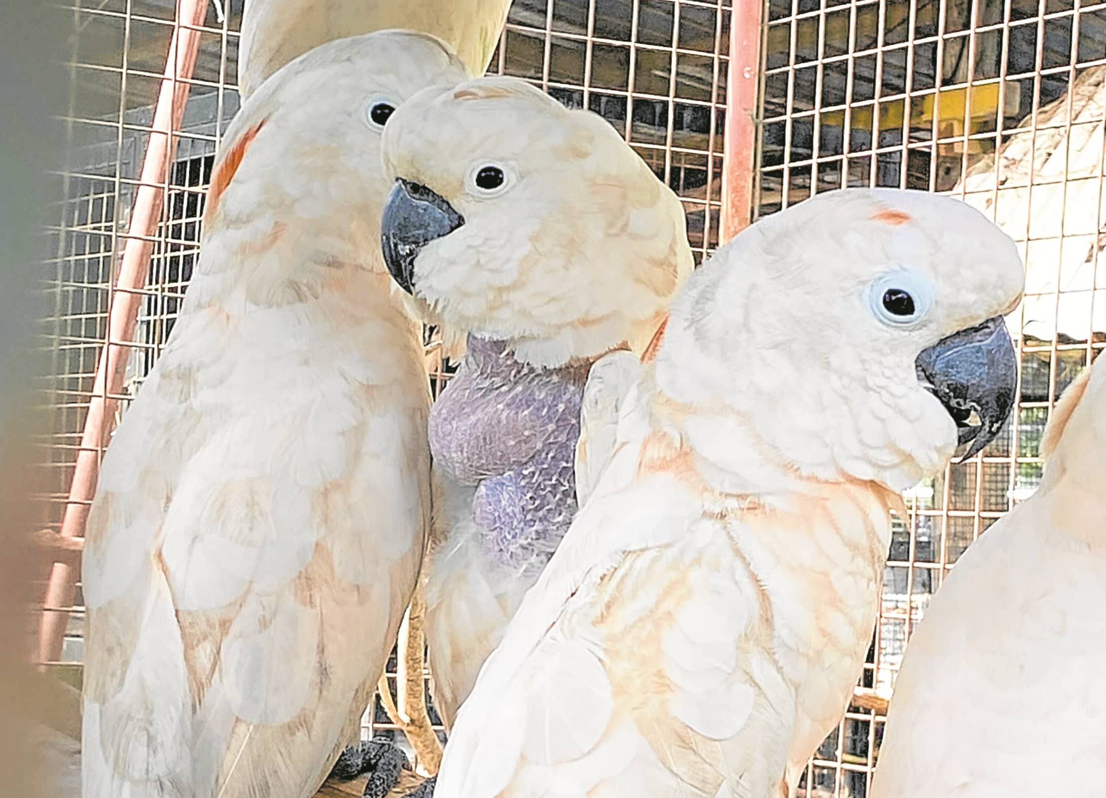 Tackling illegal wildlife trade, from Cartimar to the internet