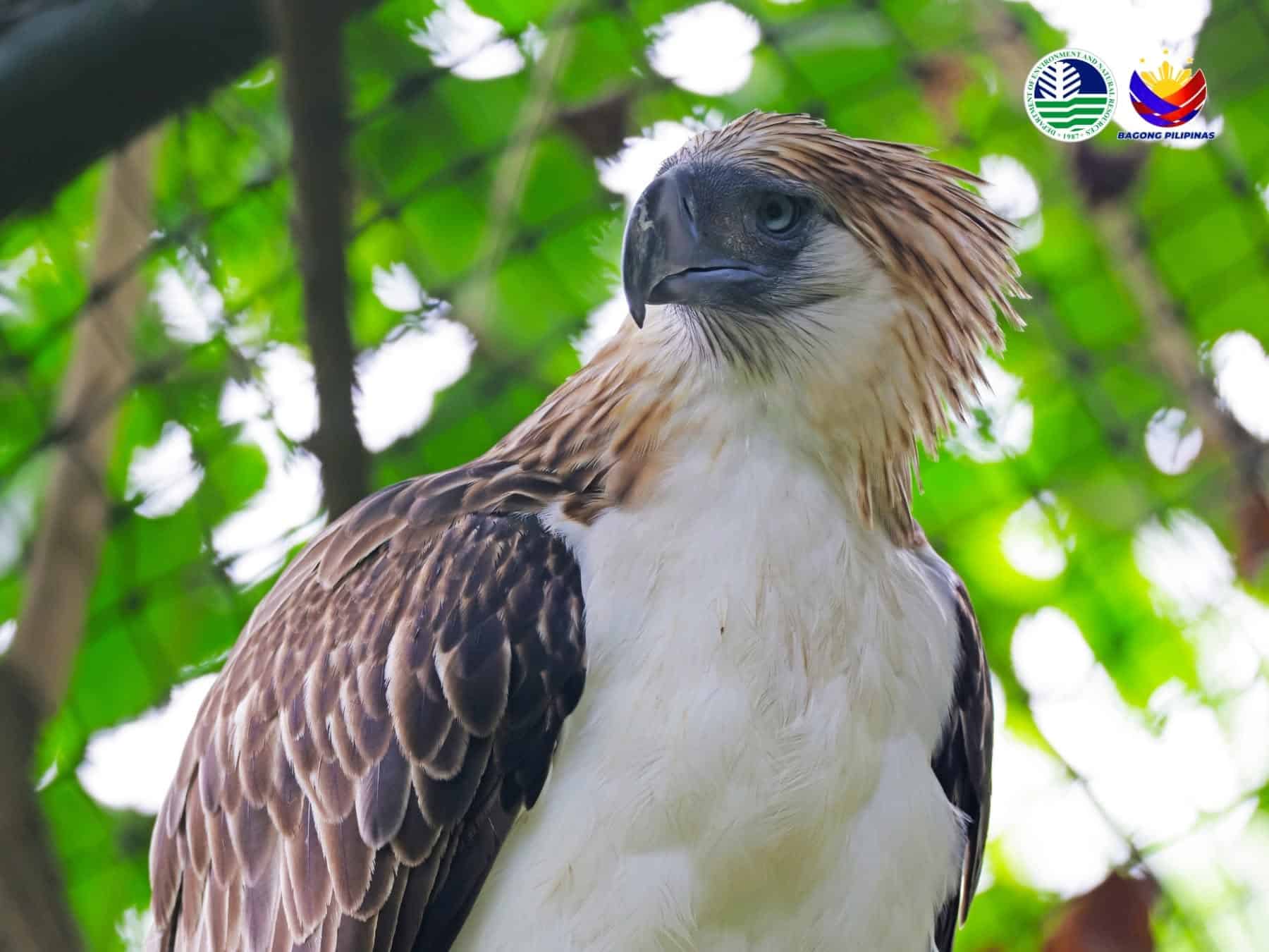 Iconic Philippine eagle ‘Girlie’ honored with symbolic senior, PWD cards