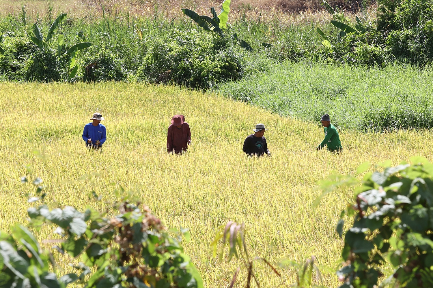 Gov’t boosting climate-resilient farming amid El Niño threat – Marcos