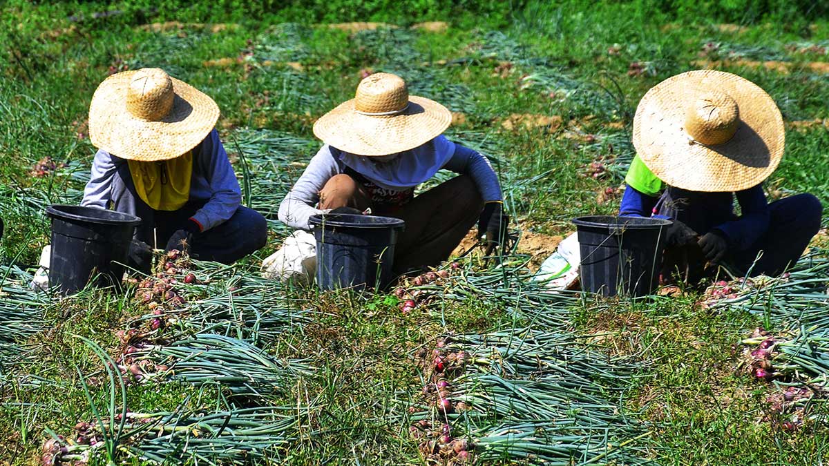More farmers adopt modern technologies, says NFA  