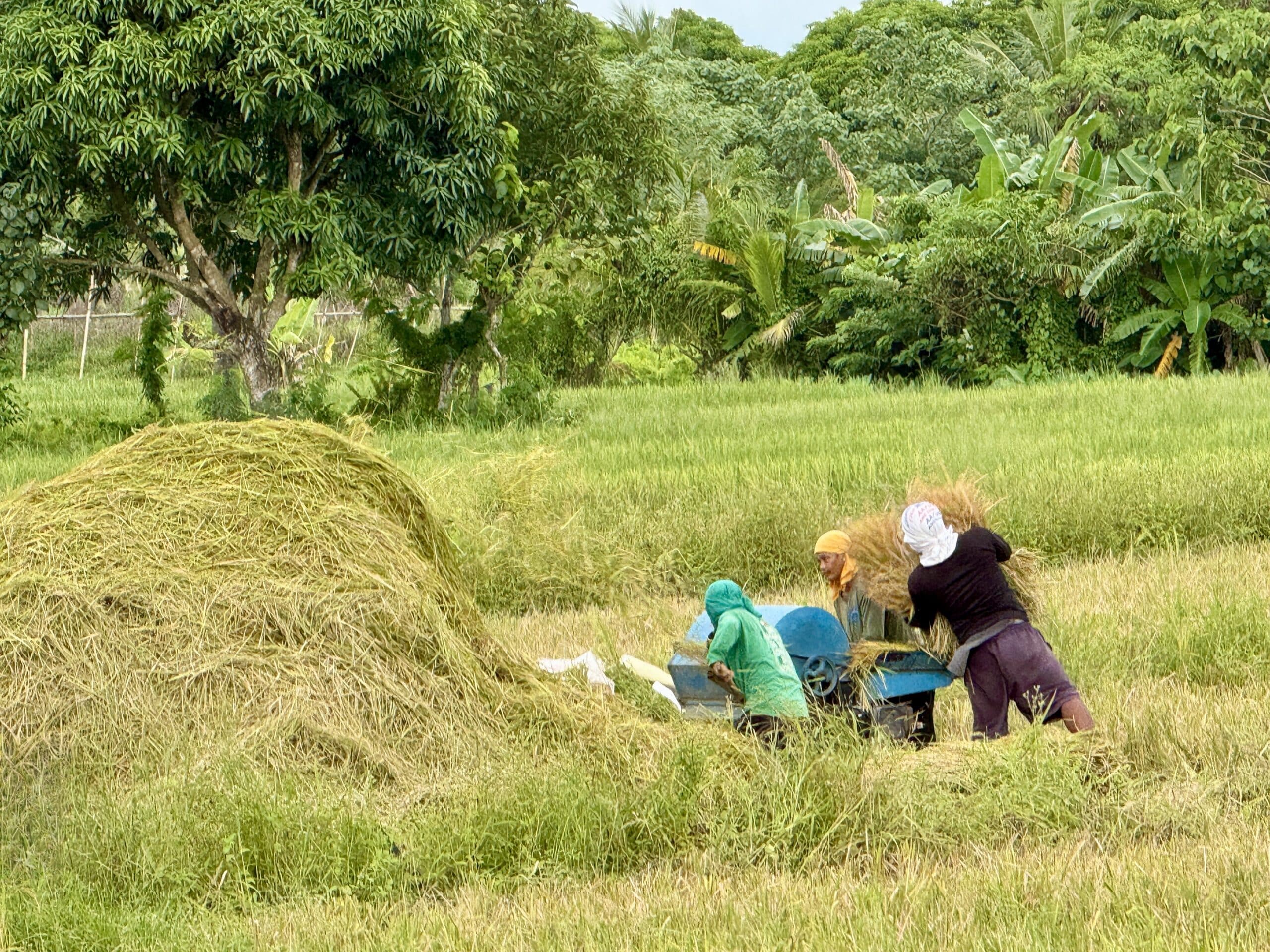 15, 402 hectares of Bicol rice lands vulnerable to El Niño