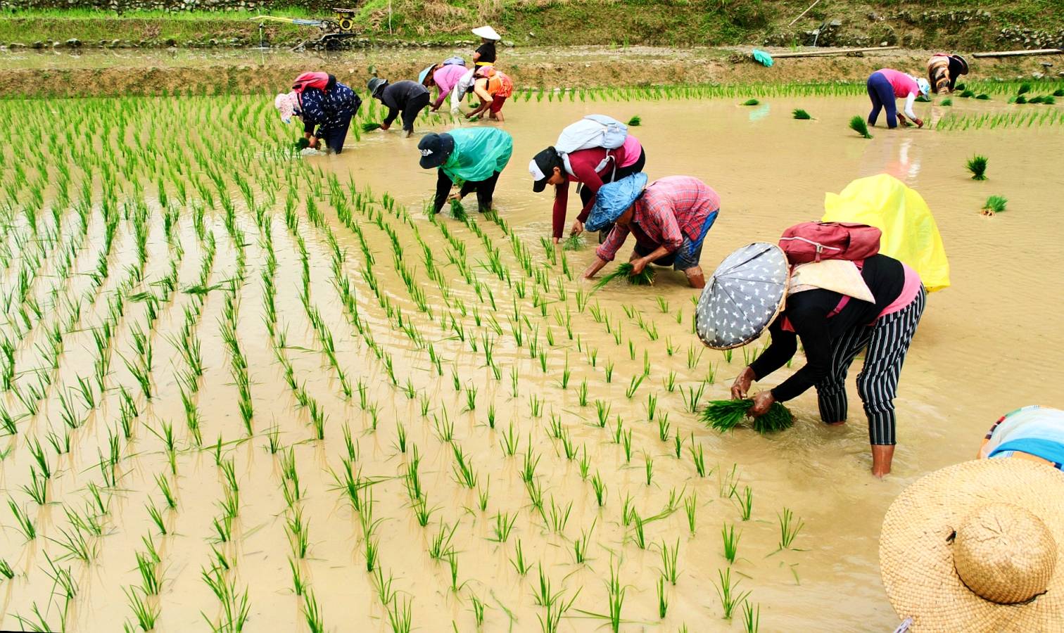 Hontiveros: Fertilizer costs may cause huge drop in farmers’ income