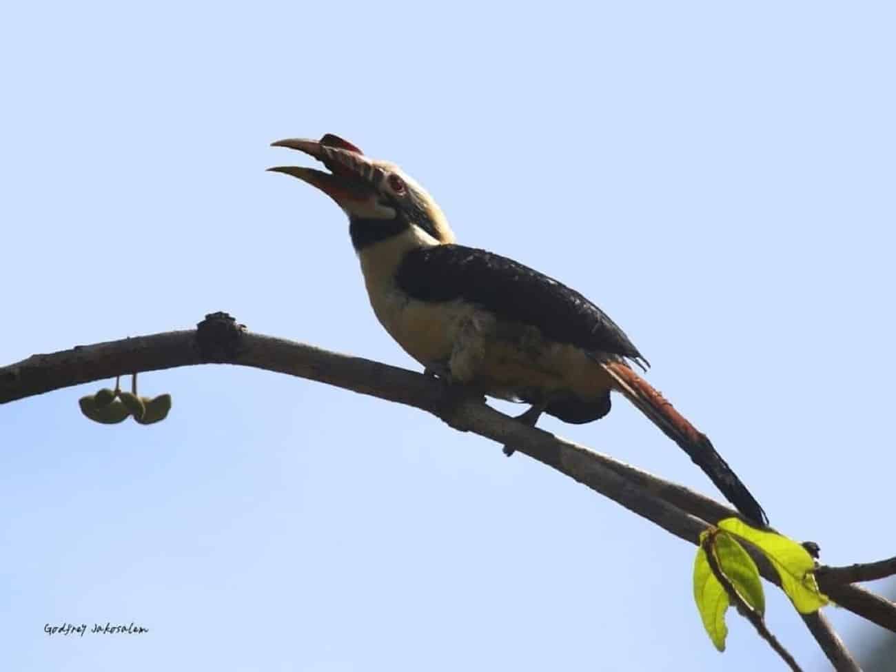 Training on Mindoro hornbill monitoring boosts conservation efforts