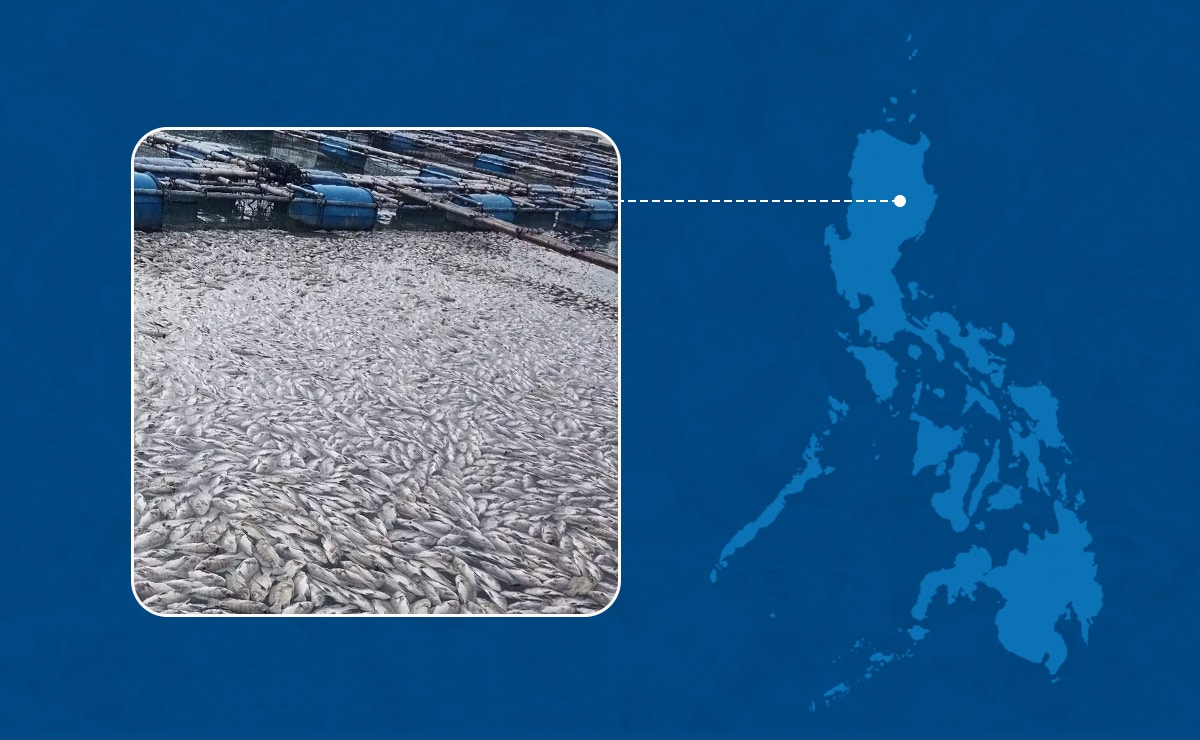 Aid sought for 1,400 fisherfolk after Magat Dam fish kill