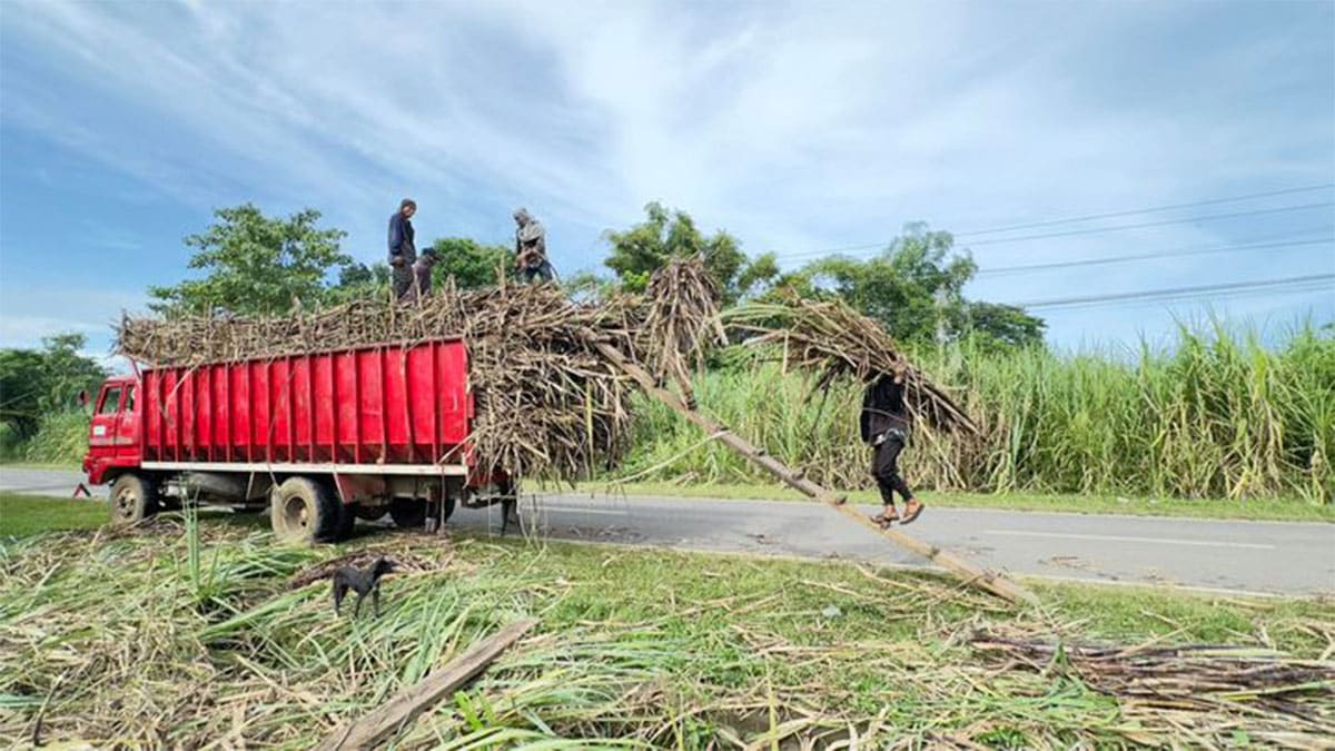 Planters call on DA, SRA to address pest infestation in sugar farms