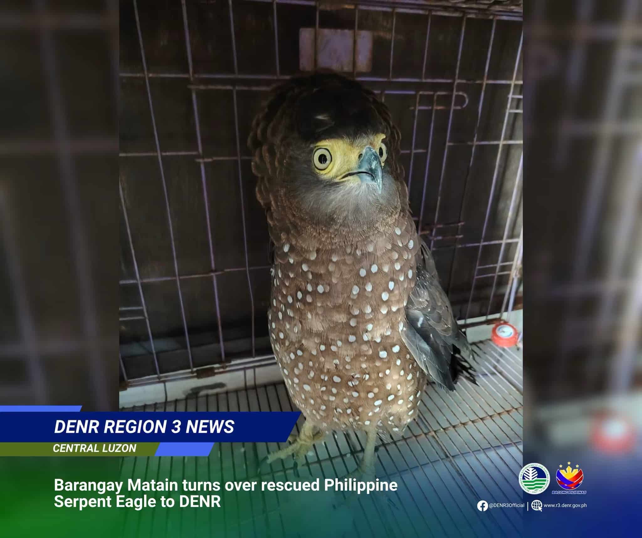 Philippine serpent eagle rescued in Zambales