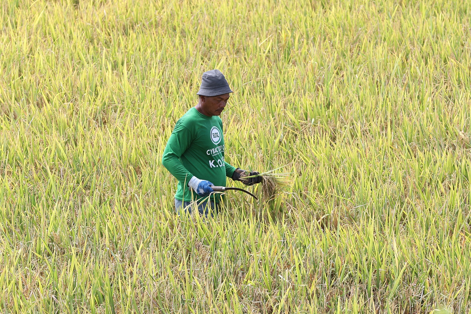 Dry spell brought P16M in crop damage in Negros Occidental
