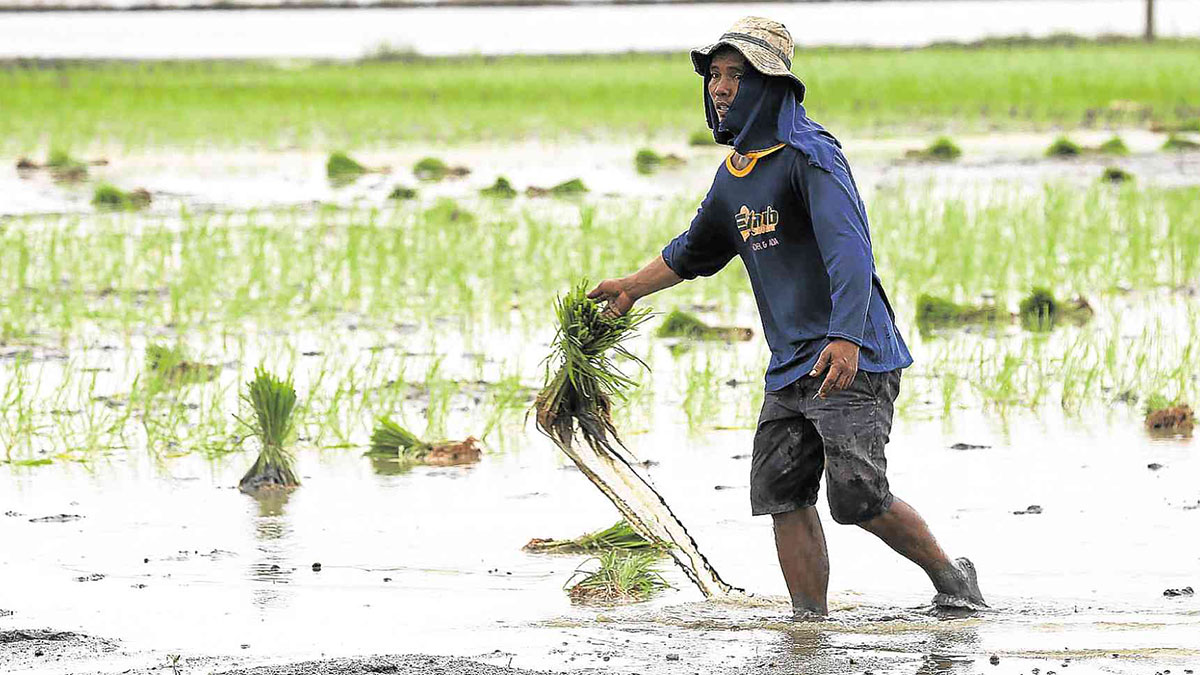 Monsoon, cyclones push agri losses past P3B — DA