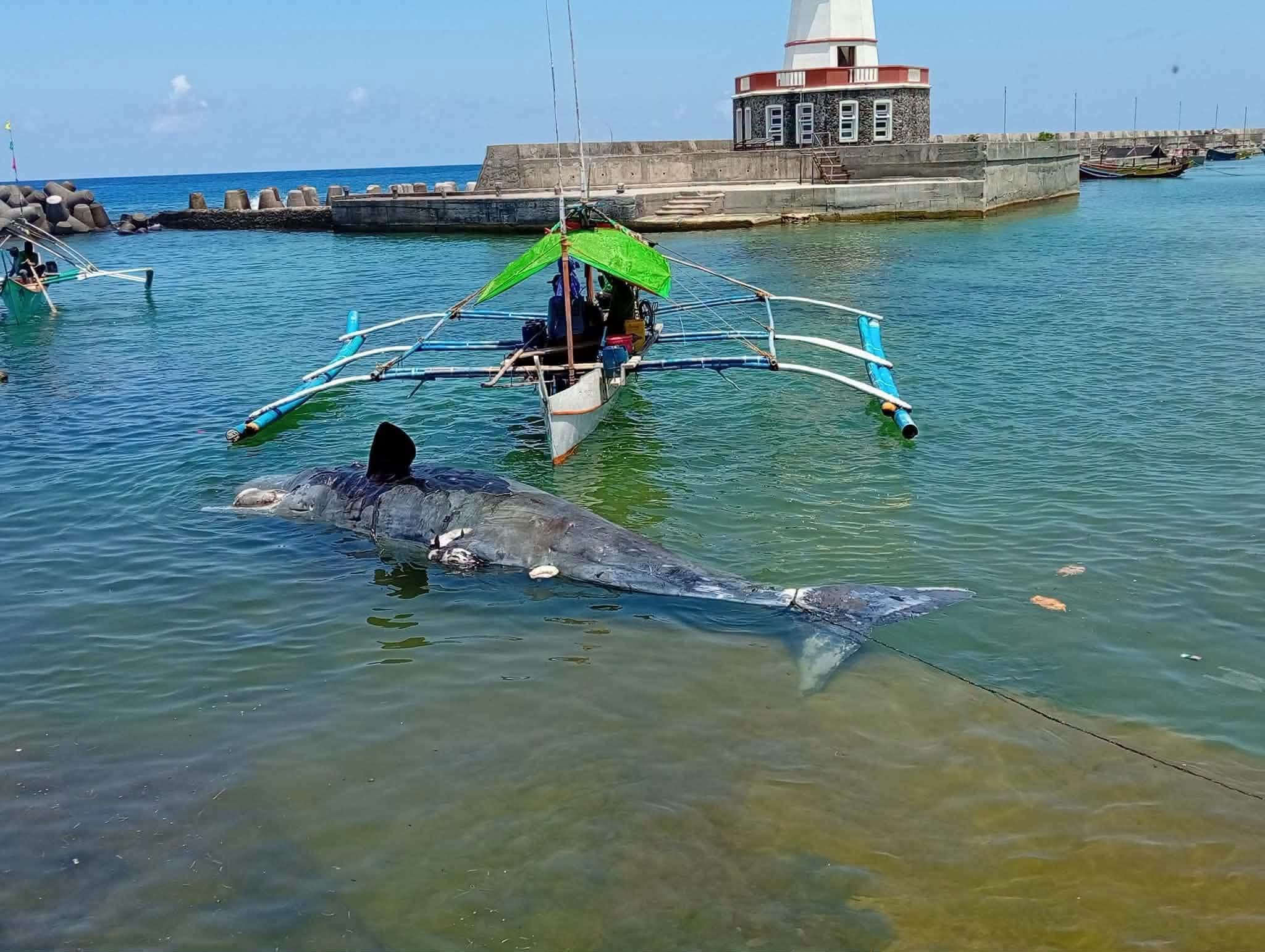 Dead sperm whale fished out off Batanes