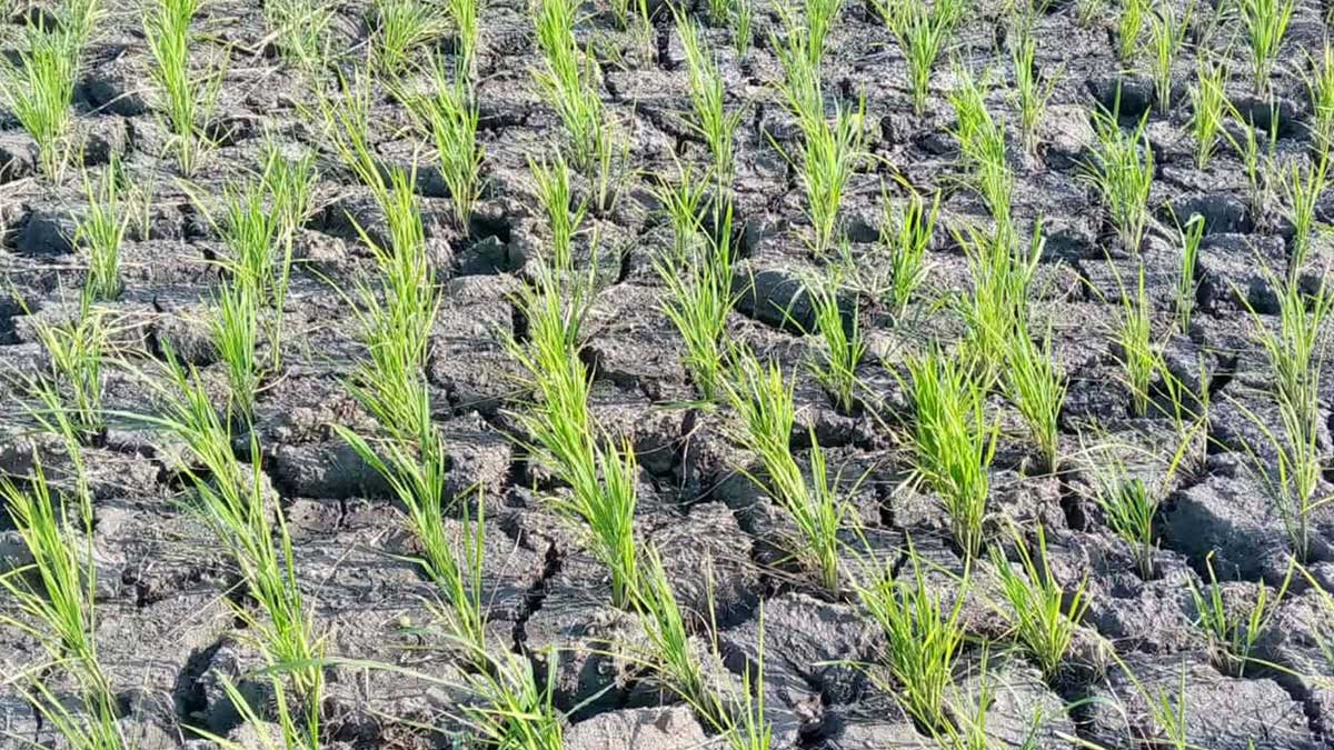 Dry spell ruins P38-M crops in Maguindanao del Sur