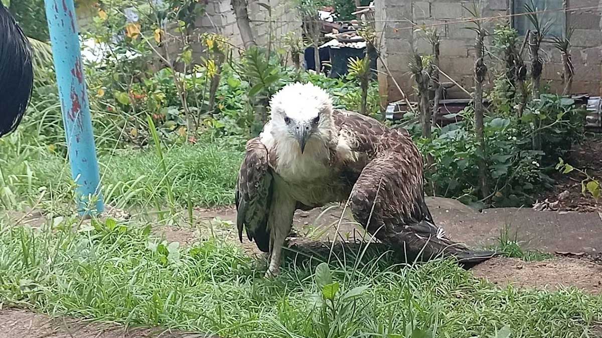 Wounded Philippine eagle rescued along Leyte shore