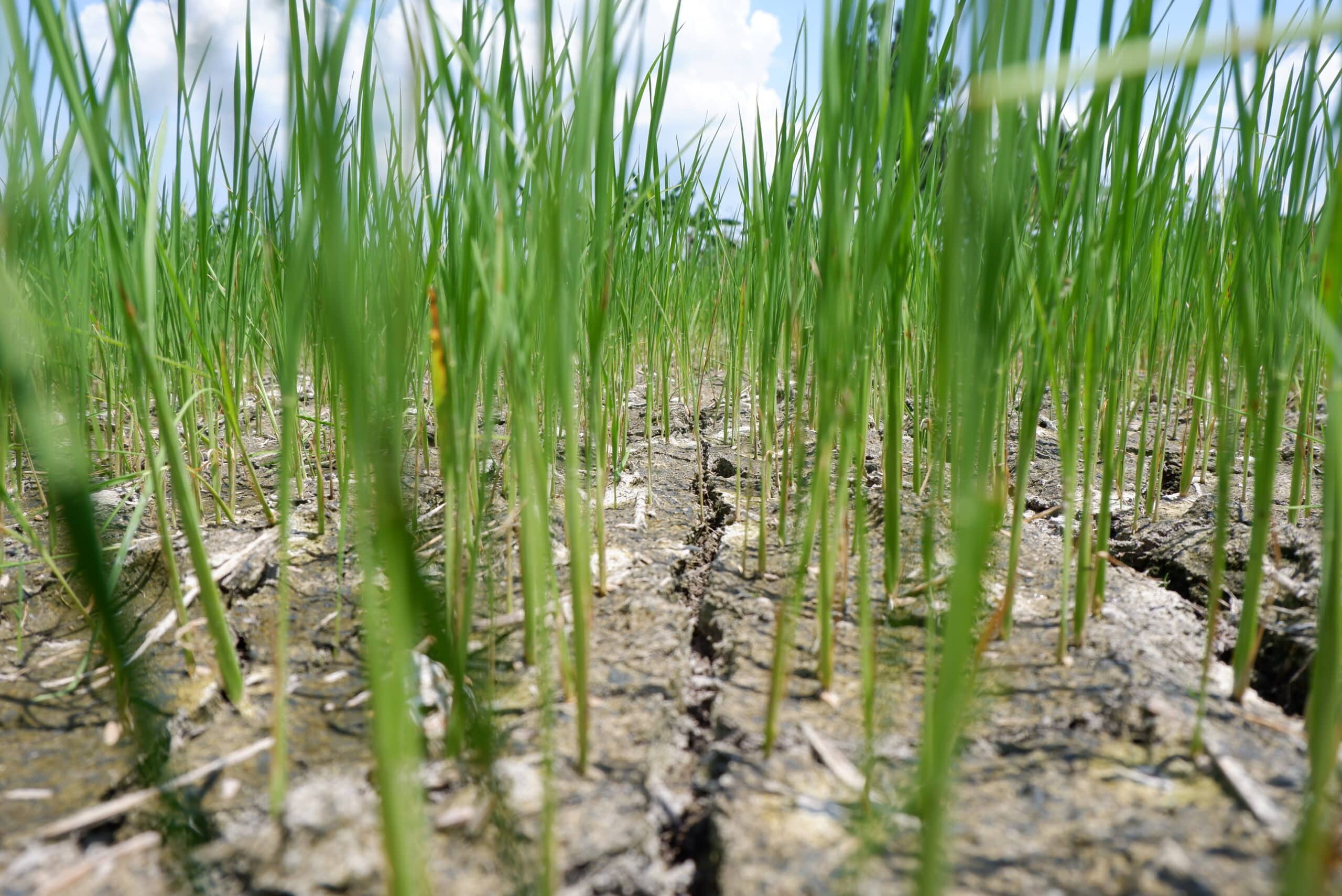 South Cotabato braces for El Niño occurrence