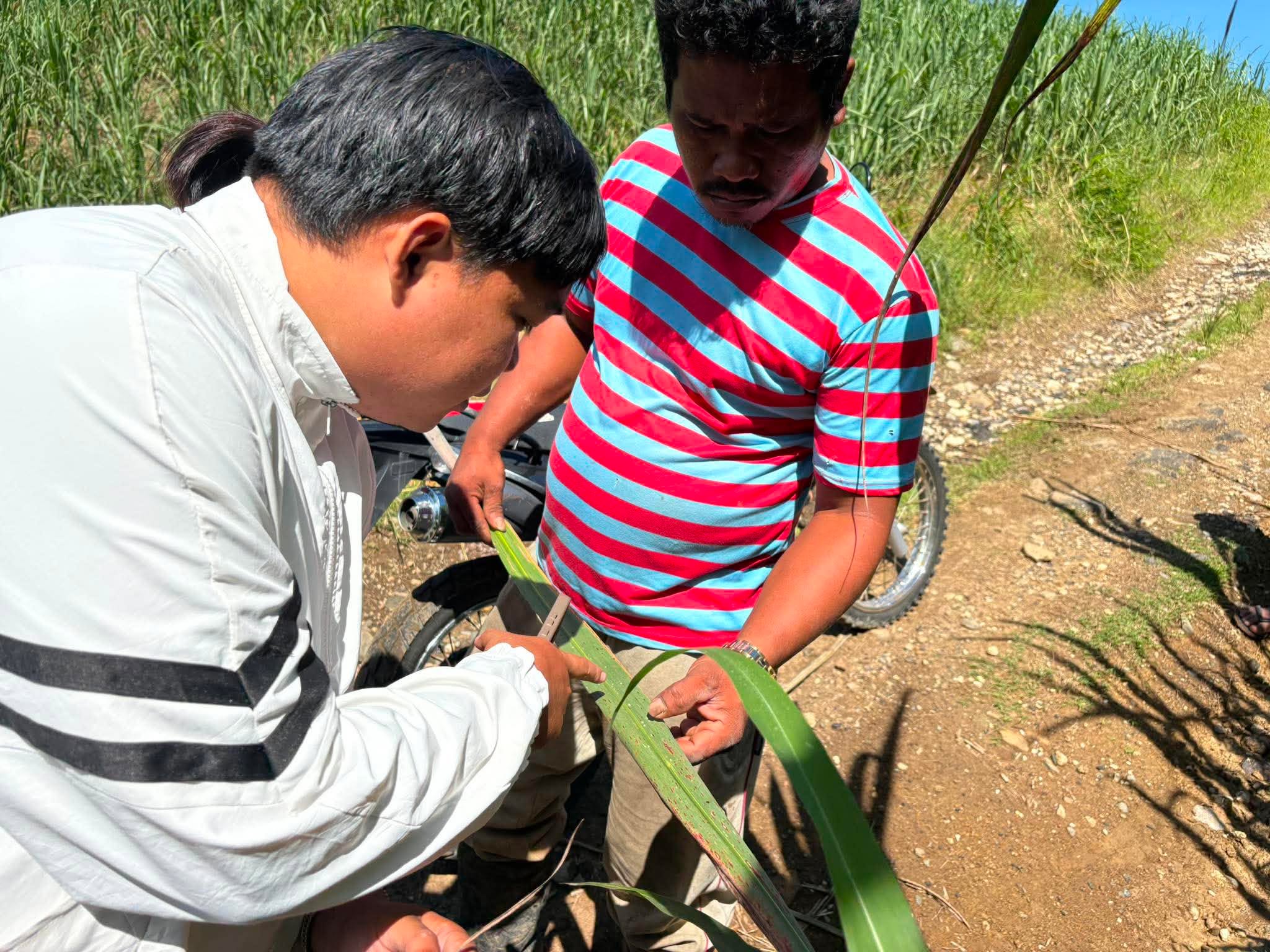Sugarcane killer spreads across Bukidnon