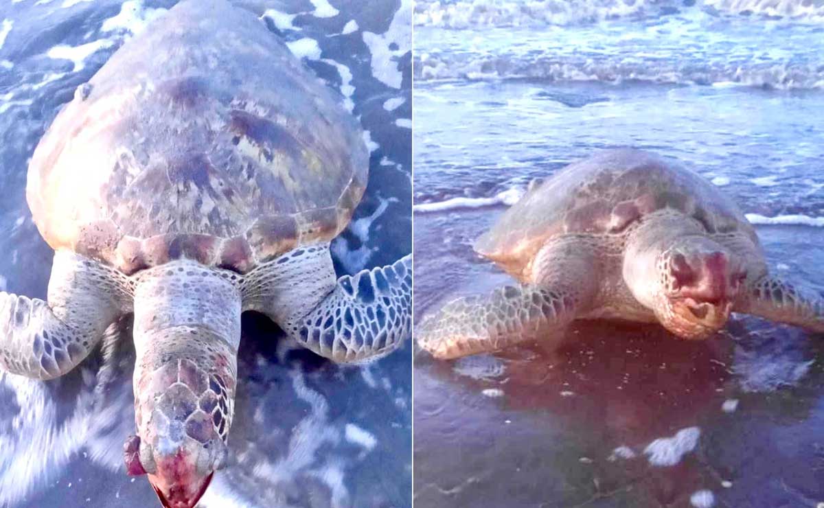 Endangered green sea turtle found weak on CamSur shore dies