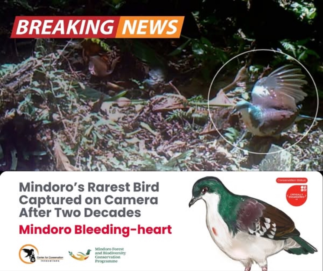 Mindoro’s rarest bird captured on camera after nearly two decades