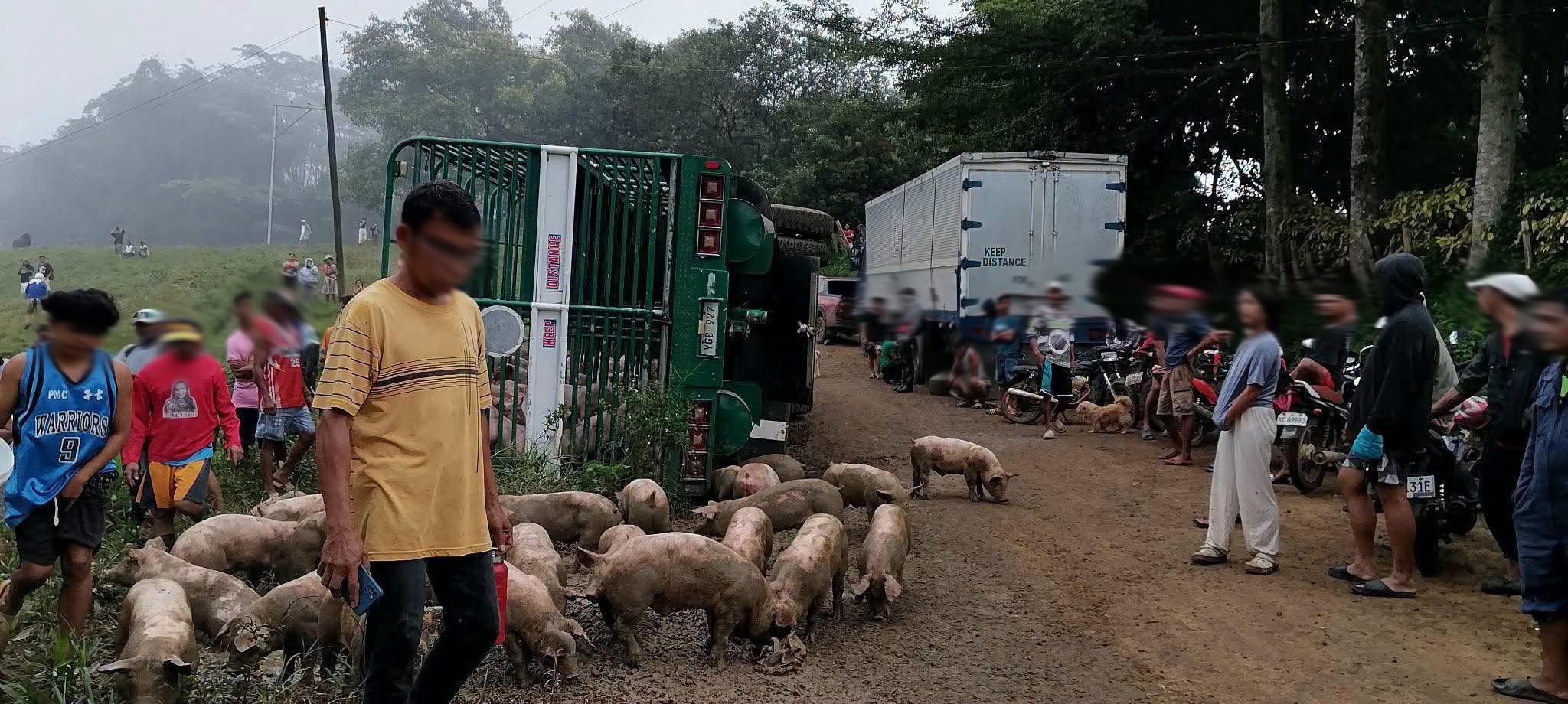 Mad scramble for pigs after delivery truck flips in Bukidnon