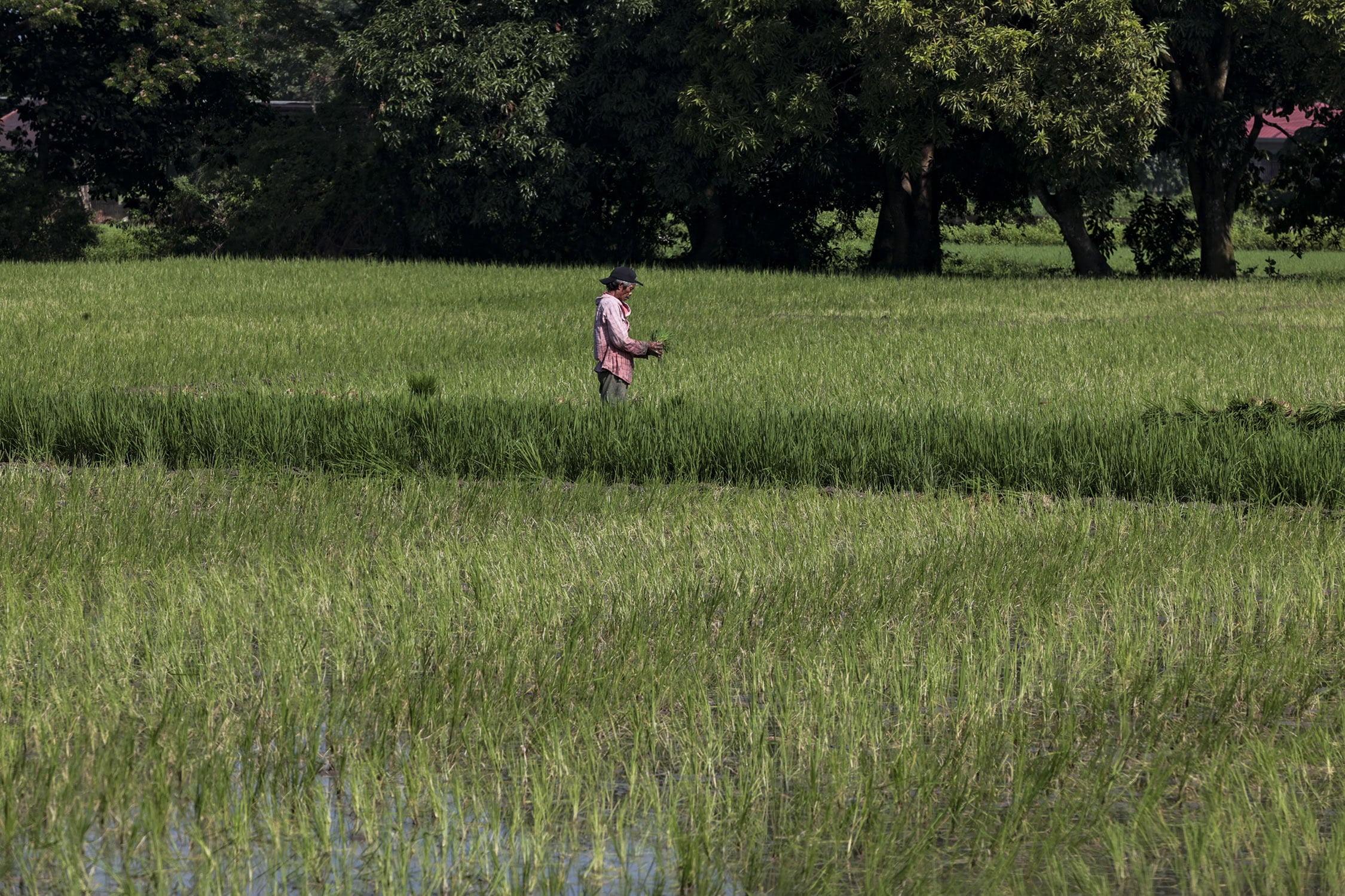 PH seeks $57.4M in fresh investments in agri sector