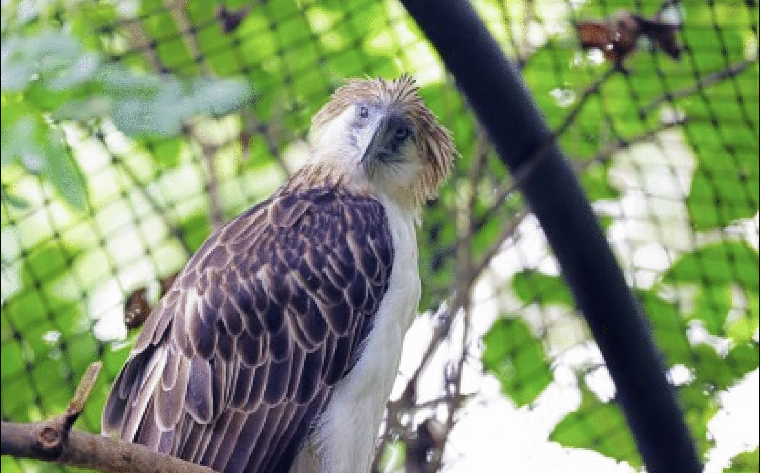 Philippine eagle outlives lifespan in captivity, a win in conservation