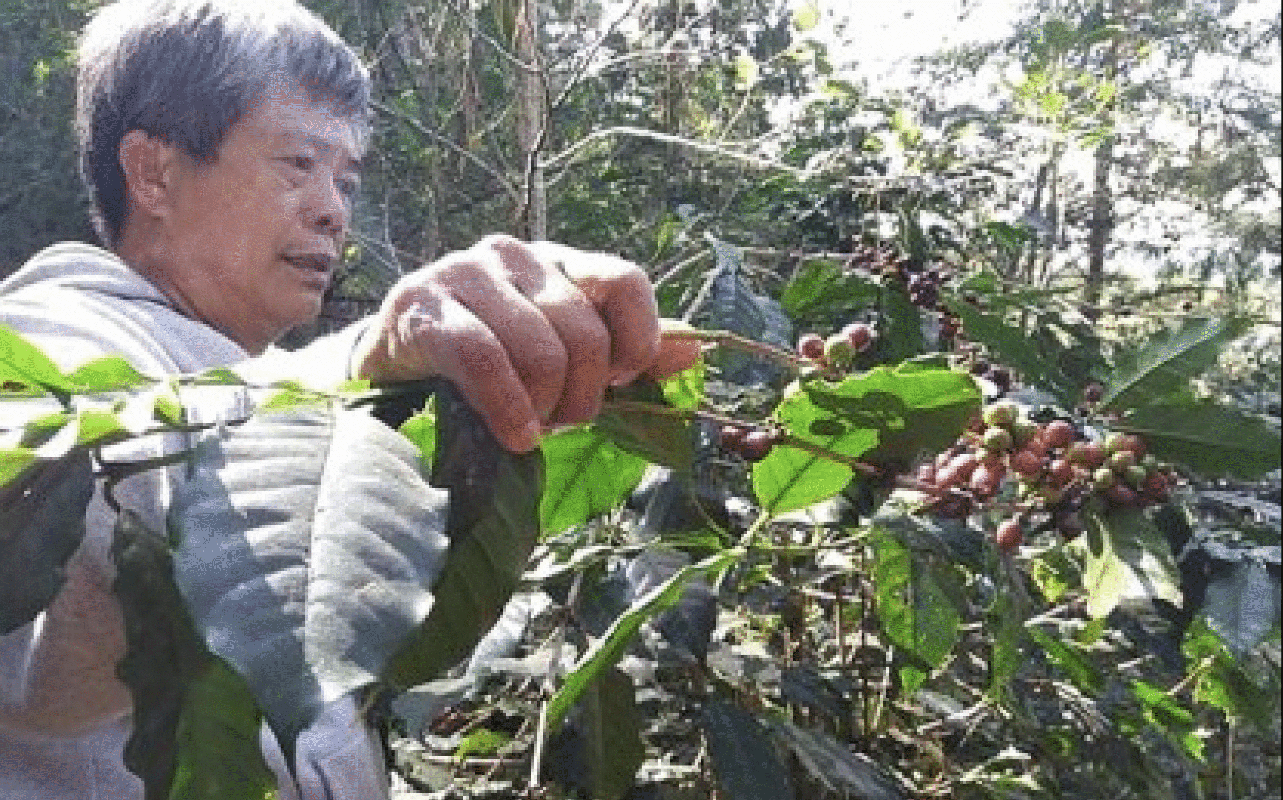 Planting of Arabica seedlings to boost coffee production project