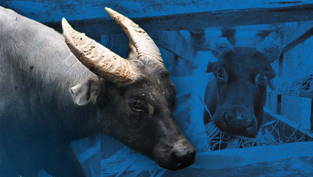 Occidental Mindoro town holds ‘Piso Para sa Tamaraw’ conservation drive