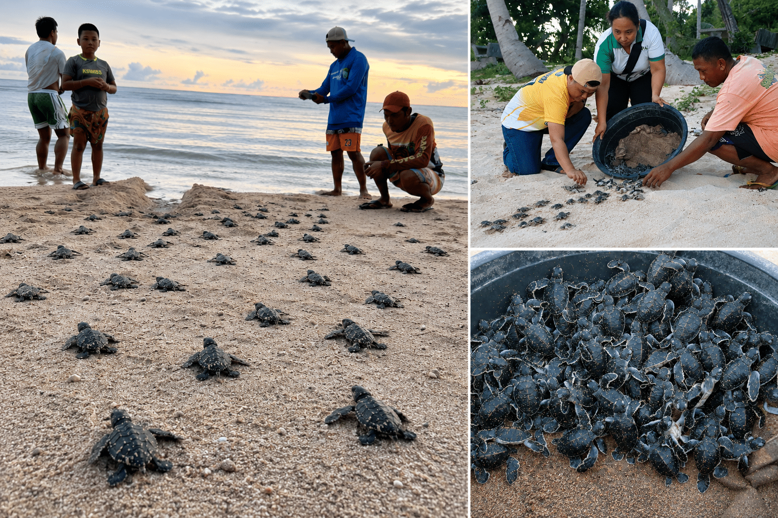 Nearly 300 sea turtle hatchlings released in Catanduanes, Sarangani