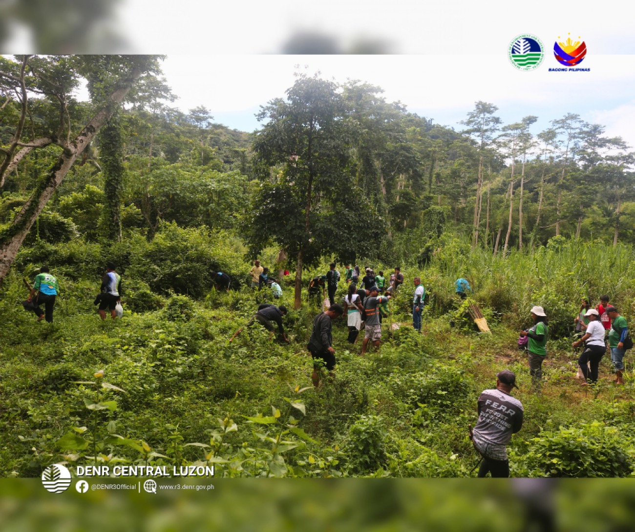 Over 1,200 bamboo planted in Aurora protected landscape