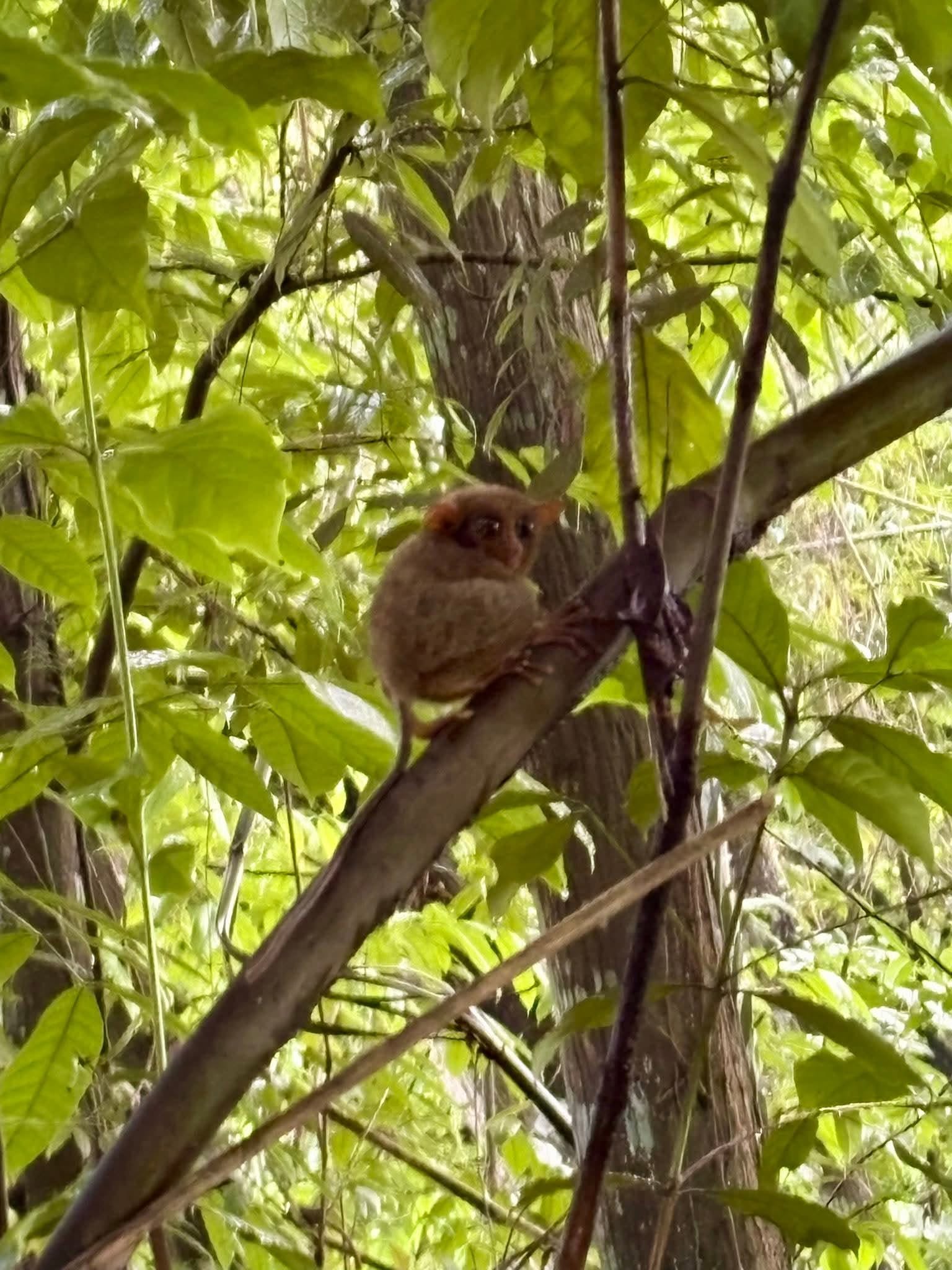 Tarsier rescued, released back to habitat in Kidapawan