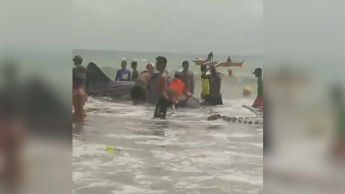 Trapped whale shark rescued in Cagayan