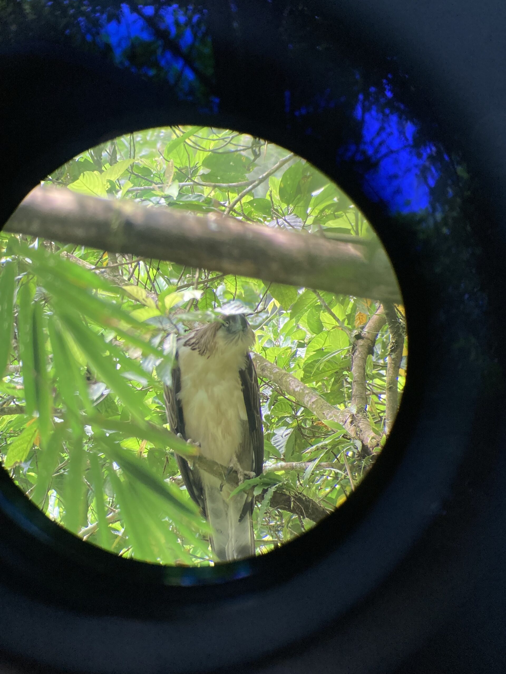 PH eagle ‘Lakpue’ soars again in Leyte forests