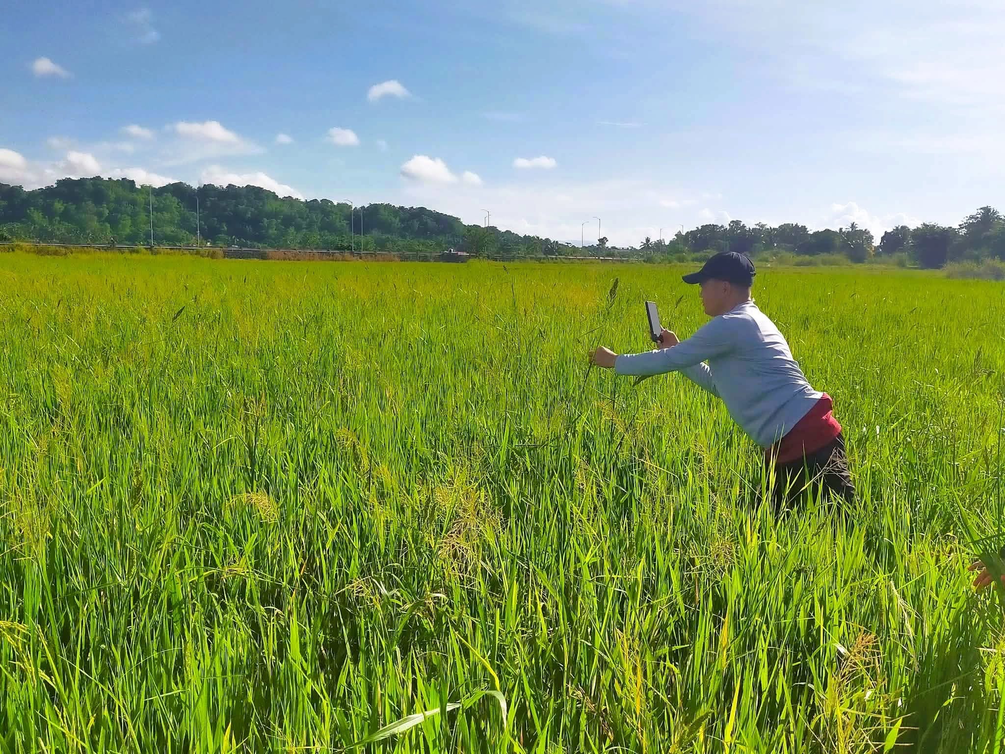 DA makes P177.67-M farm inputs available amid habagat