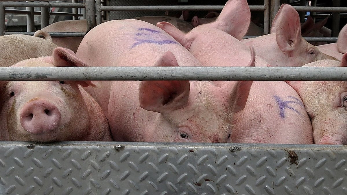 China’s ban on pigs from PH won’t affect trade performance – BAI