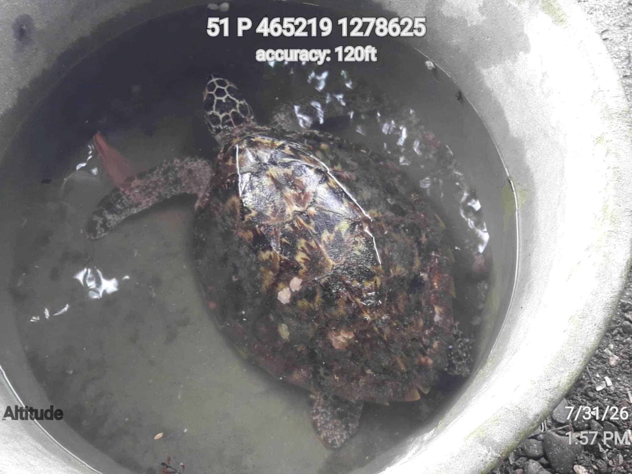 Fisherman in Capiz rescues critically endangered hawksbill turtle