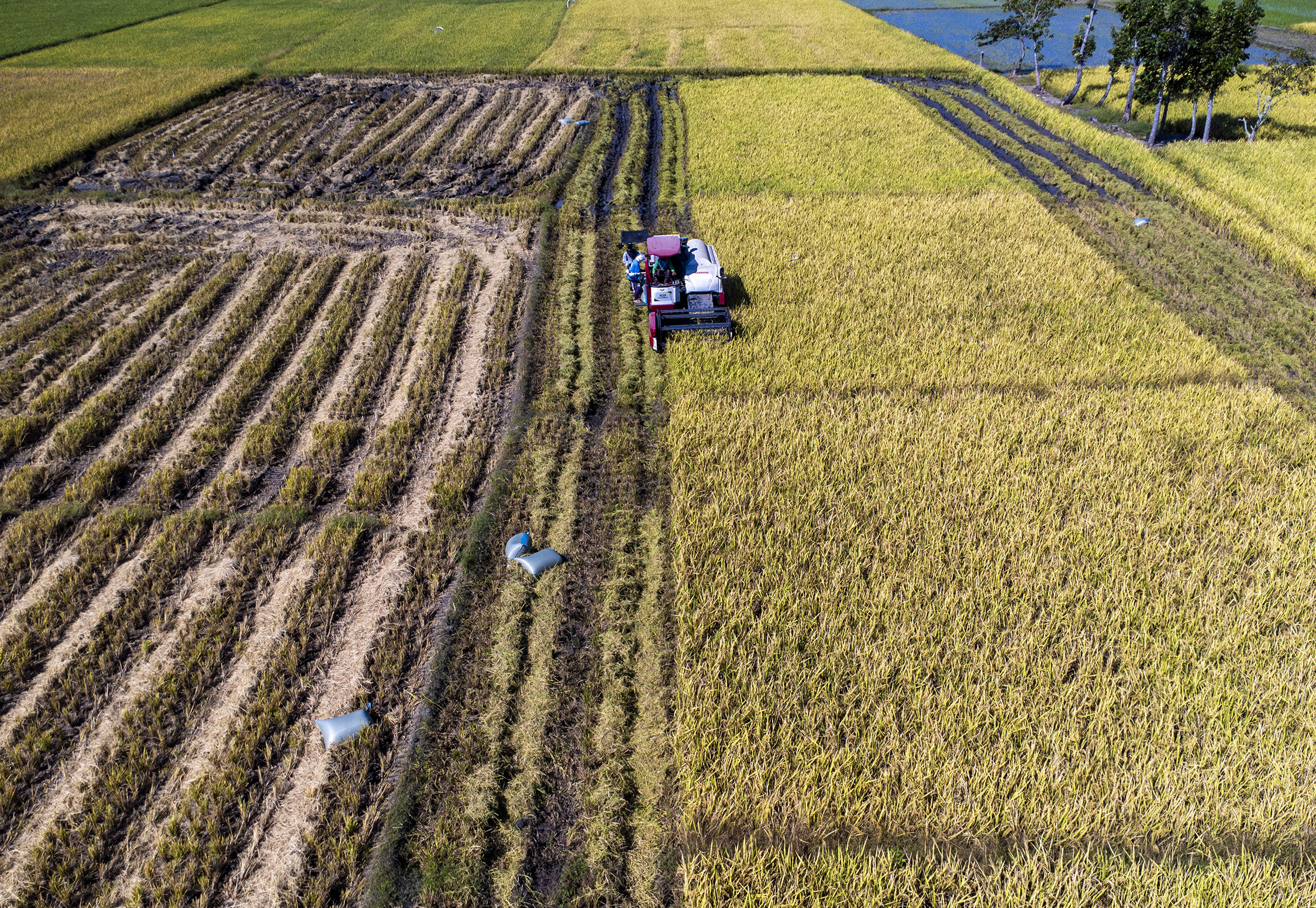 DA braces for impact of looming El Niño on rice production
