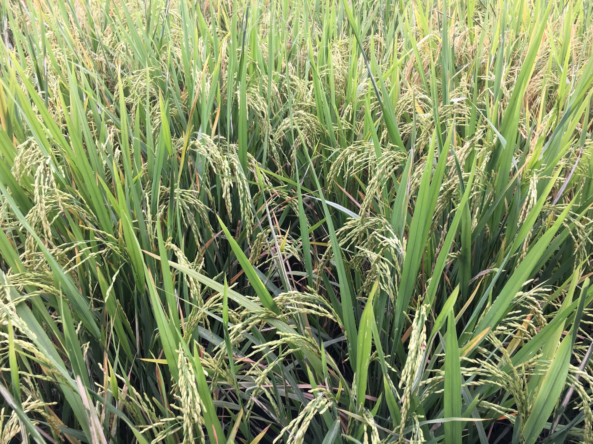 Palawan heirloom rice gets new lease on life