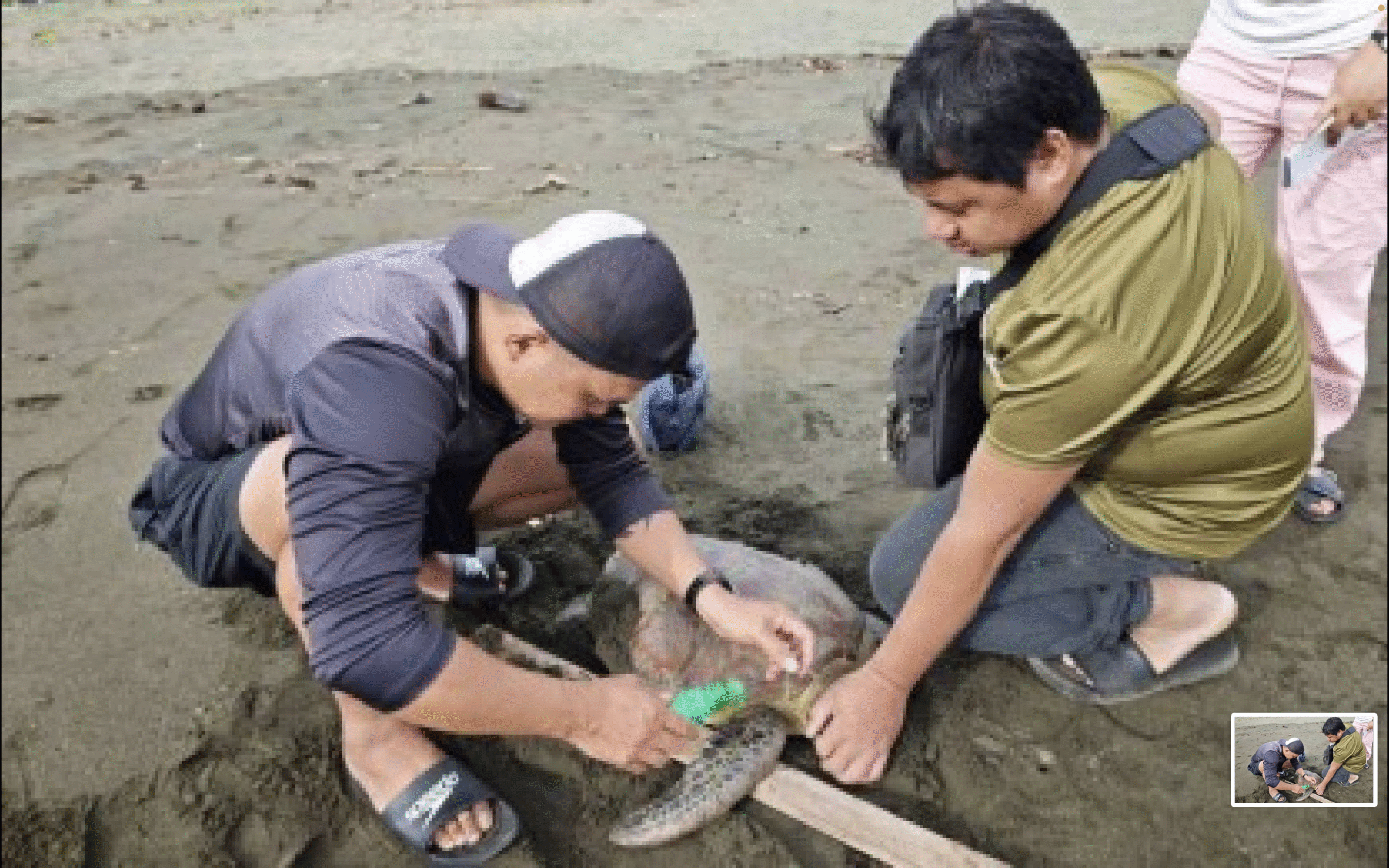 Rescued marine turtle released back to sea in Surigao Sur town