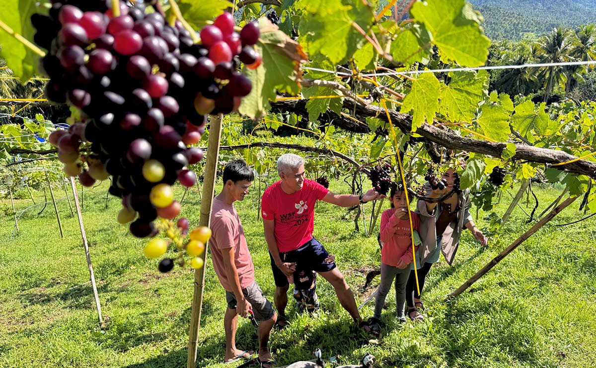 Iriga vineyard finds sweet spot amid El Niño