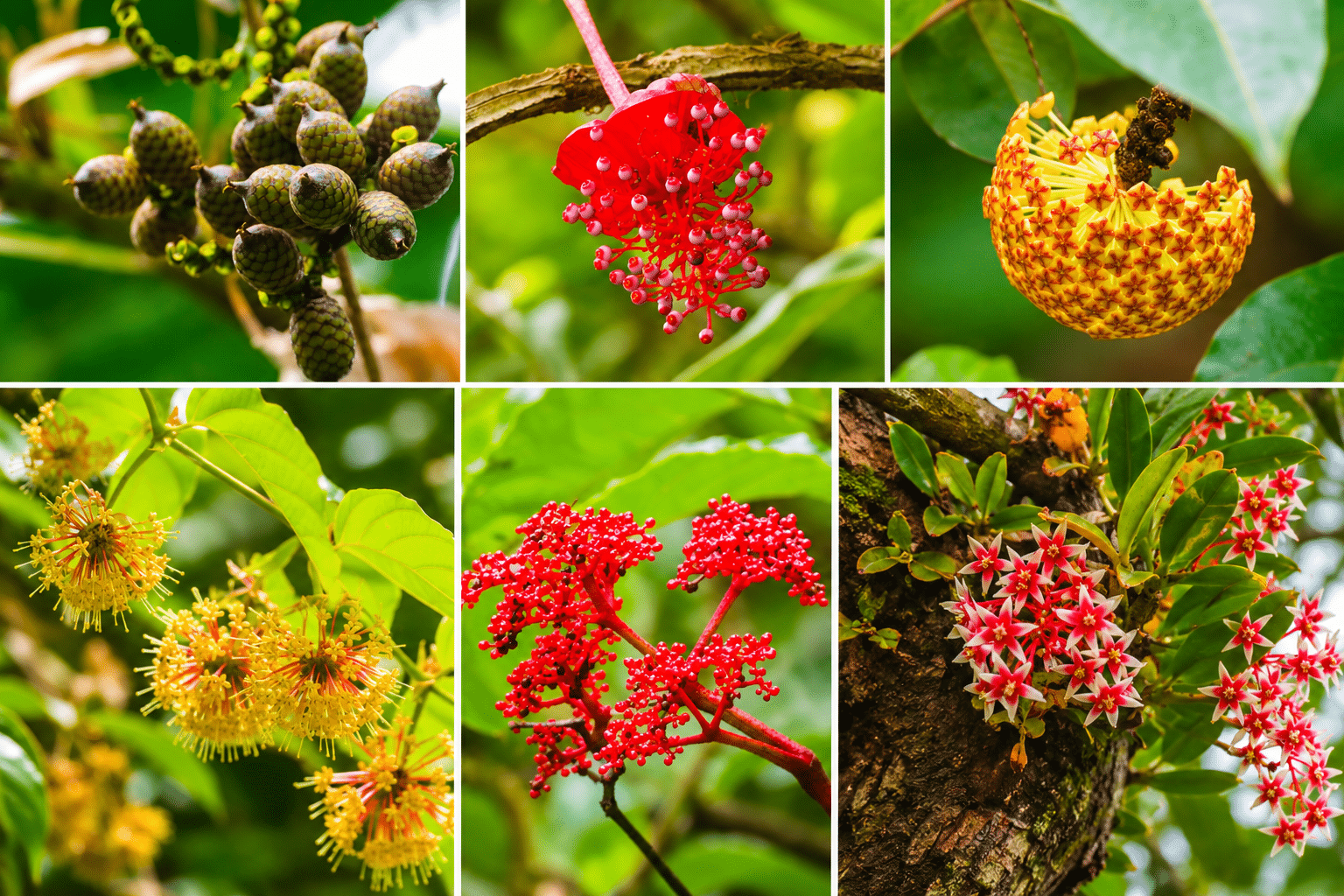 Ancient trees, rare plants tell Bicol Natural Park’s story