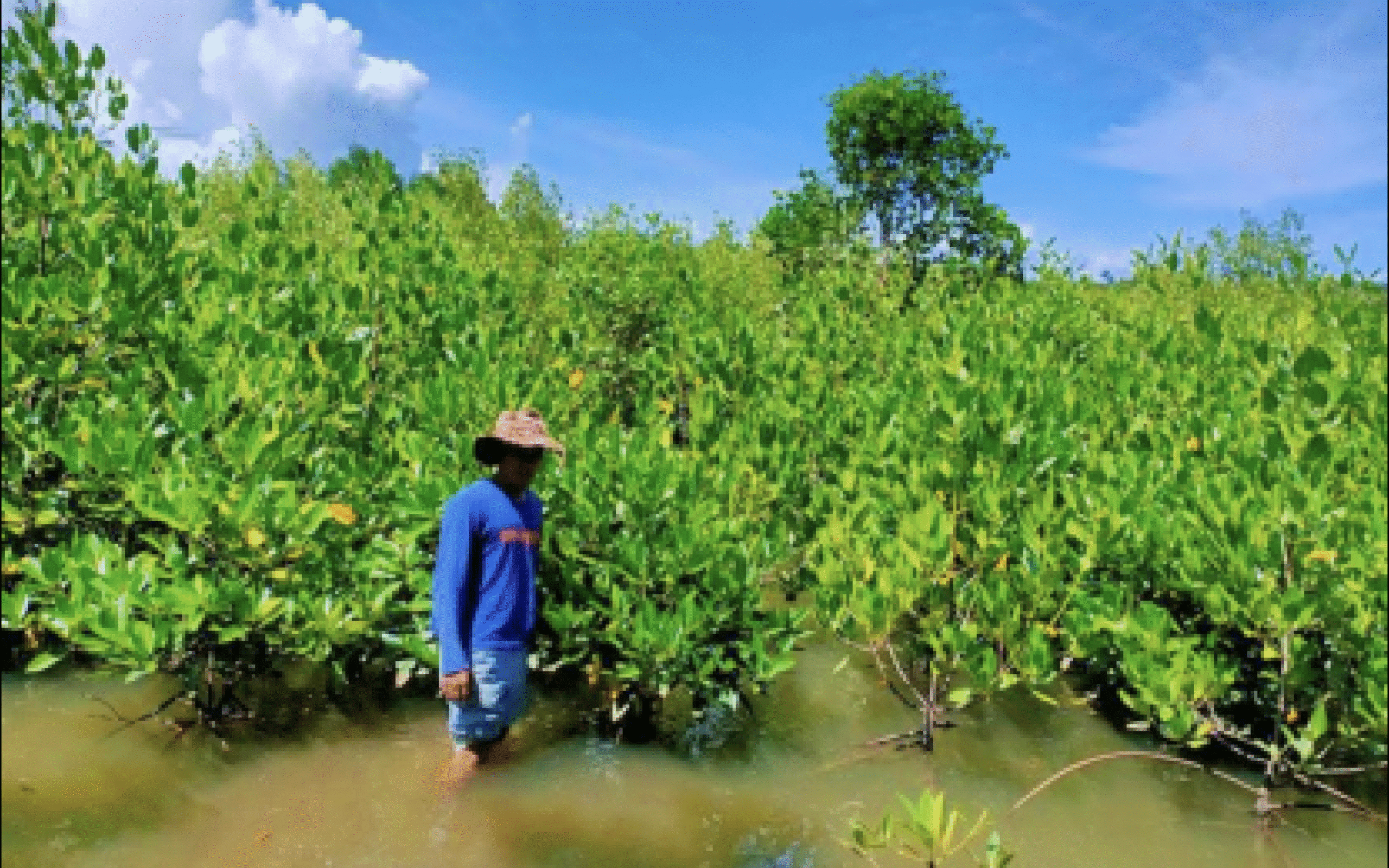 DENR forges ties to rehab mangrove areas in Tacloban