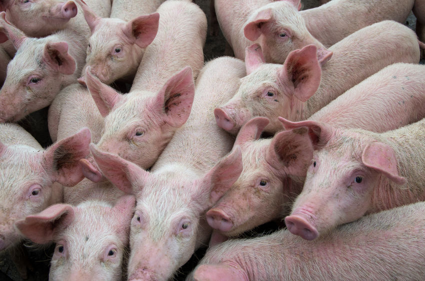 Quezon solon sounds alarm over pork price gap hurting raisers, consumers