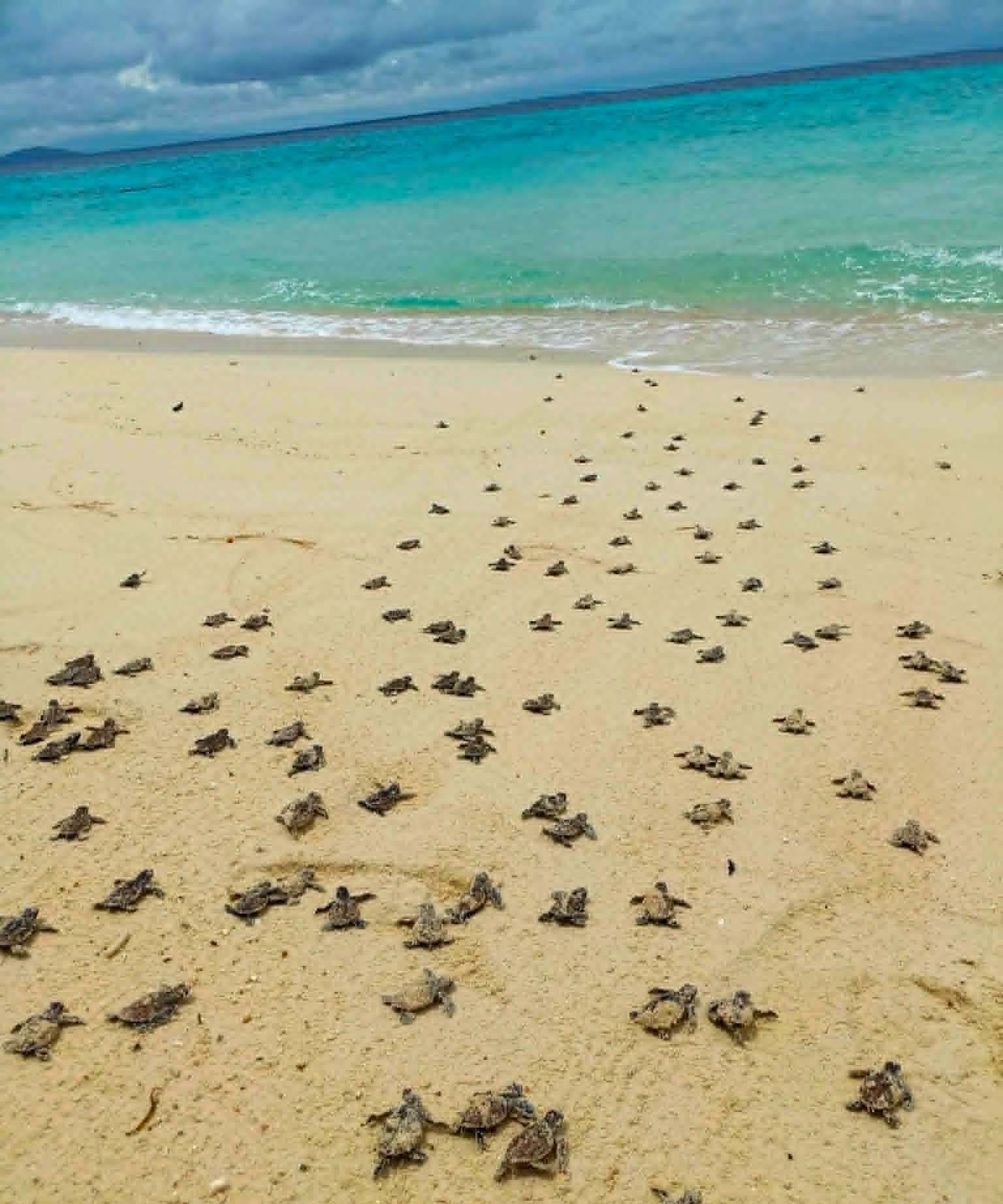 140 hawksbill hatchlings released in Zamboanga Sibugay 
